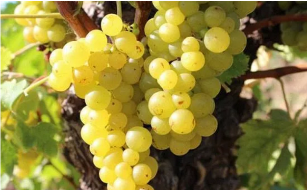 【进口酒知识】世界主流白葡萄品种:莫斯卡托 Moscato