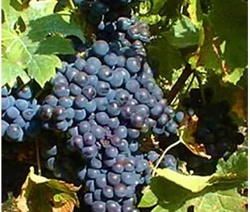 【进口酒知识】世界主流红葡萄品种：美乐Merlot