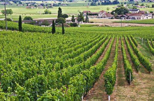 法国勃艮第葡萄酒产区（Burgundy，France）详解