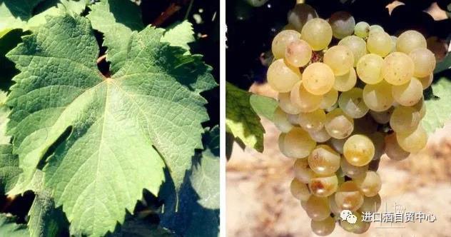 【品酒师说】世界主流白葡萄品种:​密斯卡岱 Muscadelle