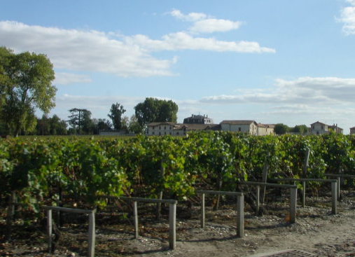  生产优质葡萄酒需要具备怎样的条件？