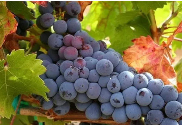 【进口酒知识】世界主流红葡萄品种：丹魄 Tempranillo