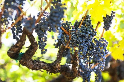 歌海娜(Grenache)--在世界各国葡萄酒产区的表现