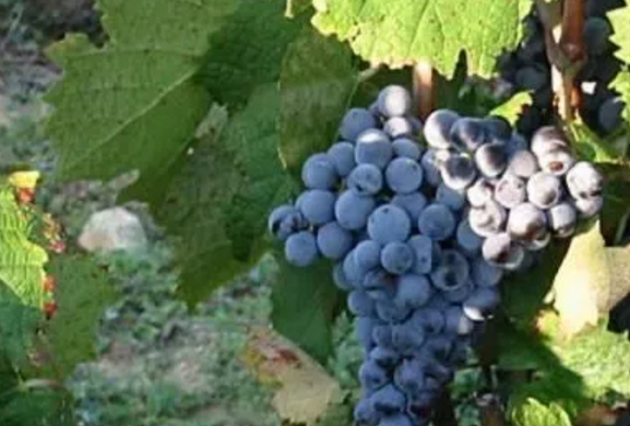 【进口酒知识】世界主流红葡萄品种：歌海娜 Grenache