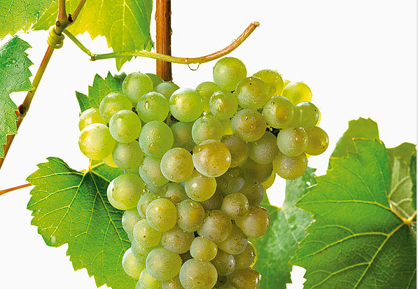 【品酒师必读】酿造白葡萄酒的主要葡萄品种介绍