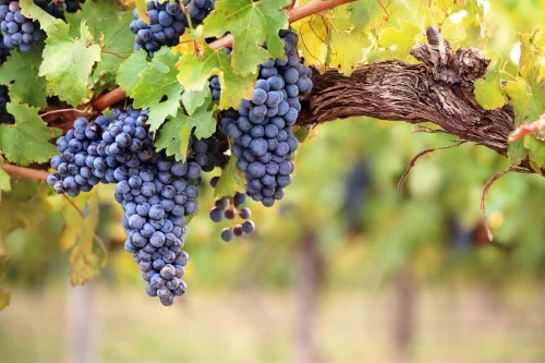 灰皮诺(Pinot Gris)--在世界各国葡萄酒产区的表现