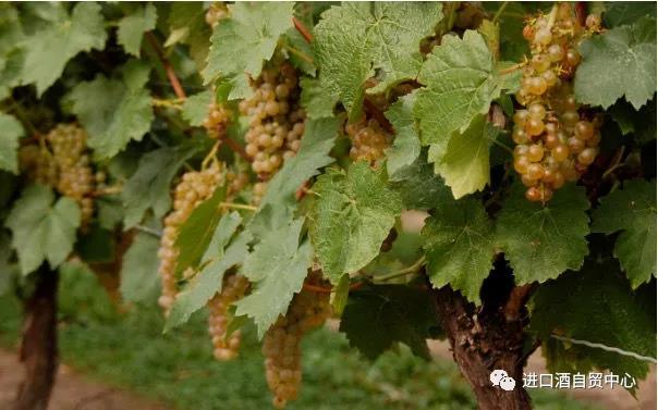 【品酒师说】世界主流白葡萄品种:赛美蓉 Semillon