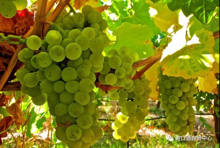 【品酒师说】世界主流白葡萄品种:西万尼 Silvaner