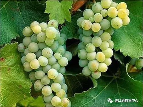 【品酒师说】世界主流白葡萄品种:长相思SauvignonBlanc