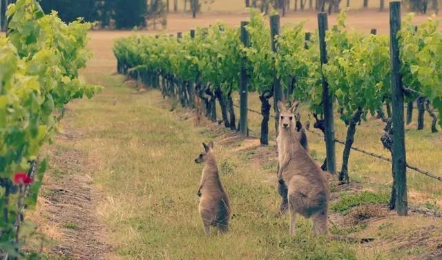 爱酒人培训教材--澳大利亚葡萄酒产区介绍 
