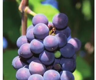 白皮诺(Pinot Blanc)--在世界各国葡萄酒产区的表现