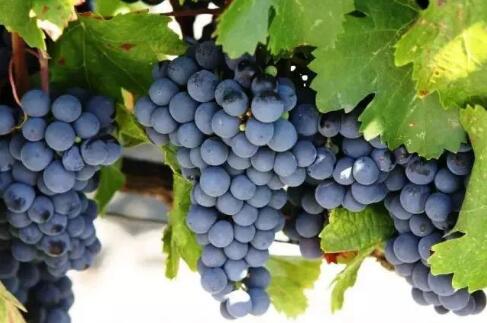 酿酒葡萄品质的五大指标性物质