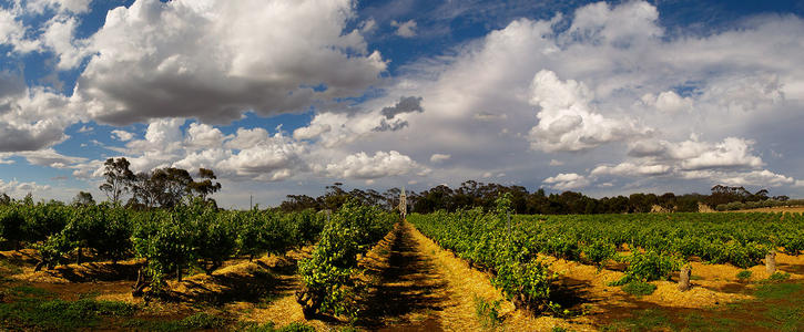 澳大利亚神恩山Henschke Hill Of Grace-风情万种的澳洲酒王