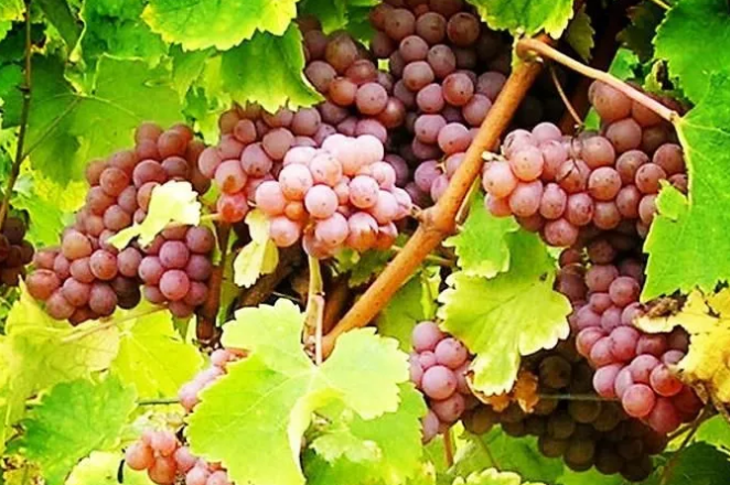 【进口酒知识】世界主流白葡萄品种:灰苏维翁 Sauvignon Gris