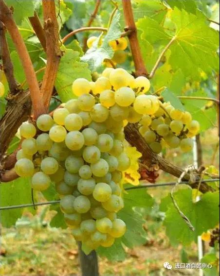 【品酒师说】世界主流白葡萄品种:霞多丽Chardonnay