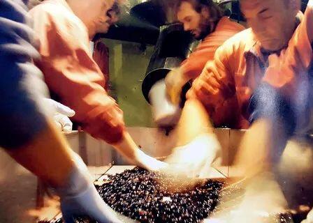 工作人员正在筛选葡萄